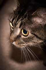 European shorthaired cat. Portrait of a cat with green eyes.
