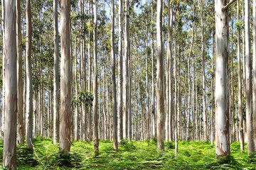 Fototapeta premium Eucalyptus forest.