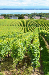 Vineyards in Colombier against lake Neuchatel, Switzerland