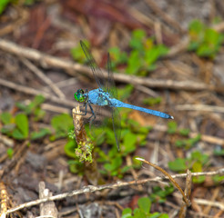 Blue dragonfly