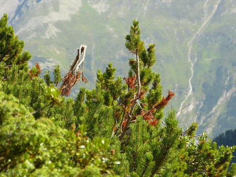 Str&auml;ucher