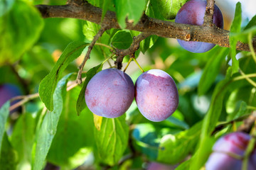 Plums on a tree