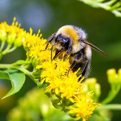 Bumblebee on a yellow flower