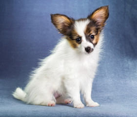 Fototapeta premium Puppy Papillon