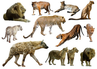 Set of  hyena, leopard  and other feliformia