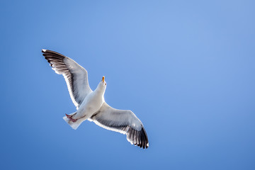 Seagull