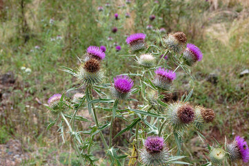 Burdock