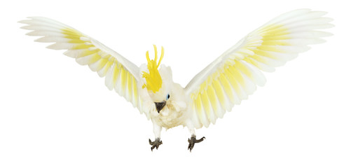 Sulphur-crested Cockatoo on the white background