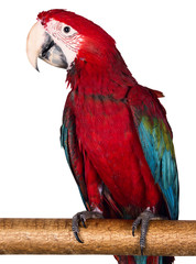 colorful macaw isolated on the white background © Iurii Kachkovskyi