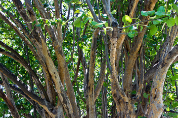 Healthy tropical trees