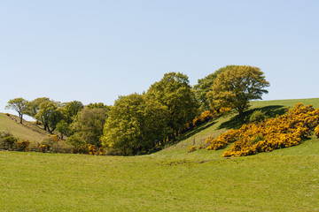 rolling hills in springtime