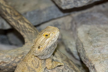 pogona vitticeps portrait