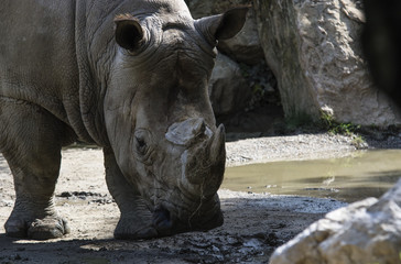 Naklejka premium rhino portrait