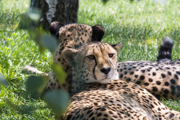 ghepard cheetah