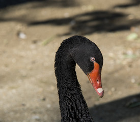 Fototapeta premium black Swan