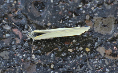 Cabbage White (Pieris brassicae) sitting on finger