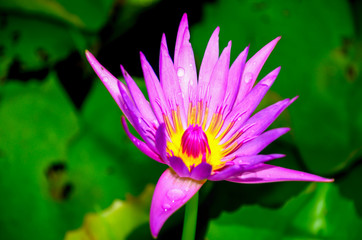 Lotus Flower or Water lily