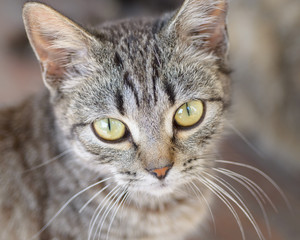 Little Gray Kitten or Cat Portrait
