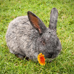 Süßes Kaninchen mit Blümchen im Mäulchen