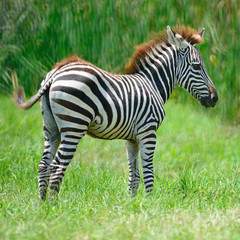 Obraz na płótnie Canvas Common Zebra