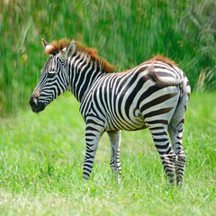 Obraz premium Common Zebra