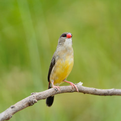 female Red Avadavat