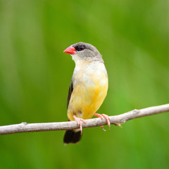female Red Avadavat