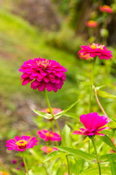 purple Zinnia elegans bloom in the beautiful garden.