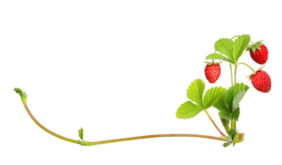 Wild strawberry isolated