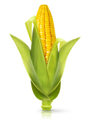 Corn isolated on a white