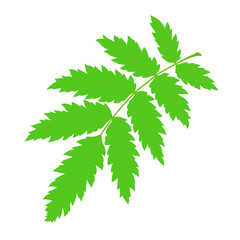 Green rowan leaf.