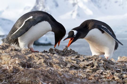 male and female penguins Gentoo from the nest in the oment trans