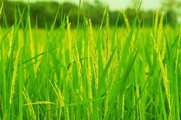 rice field in Thailand