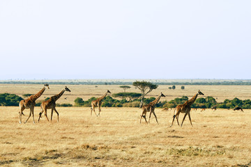 Fototapeta na wymiar Giraffes on the Masai Mara in Africa