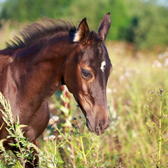 Akhal-Teke horse