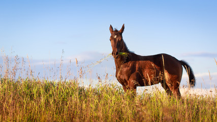Akhal-Teke horse