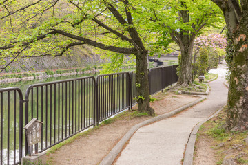 Green leaves of cherry trees trail with nobody.