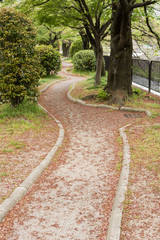 The trail covered with pink flower petals of sakura.