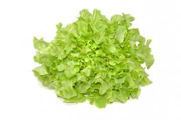 Green oak leaf lettuce on white background