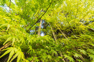 closeup emerald green maple trees.