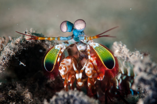 Peacock mantis shrimp in Gorontalo, Indonesia underwater photo.
