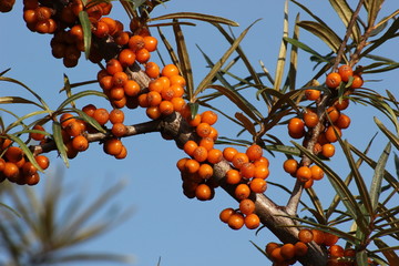 Common sea-buckthorn (Hippophae rhamnoides), a typical plant of coastal regions in europe