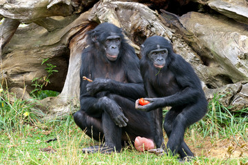 Bonobo et son petit (2)