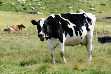 Black and white holstein cow