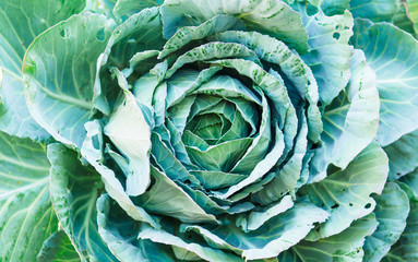 cabbage