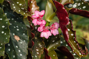 angel wing begonia