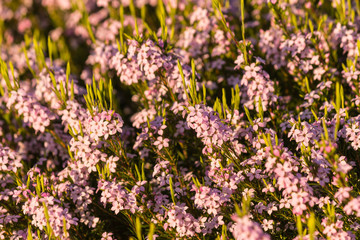 detail shrub with tiny pink flowers
