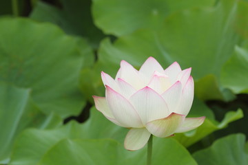 Obraz premium 蓮の花