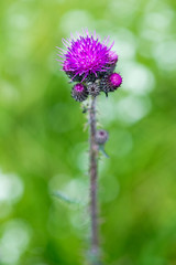 Colorful purple thistle