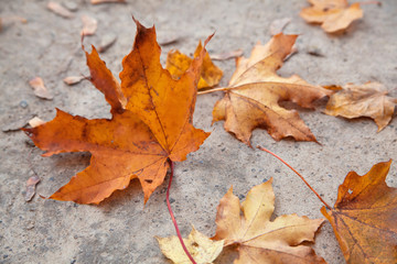 Autumn yellow leaves background
